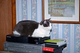 20060321_Kitty Kat_020